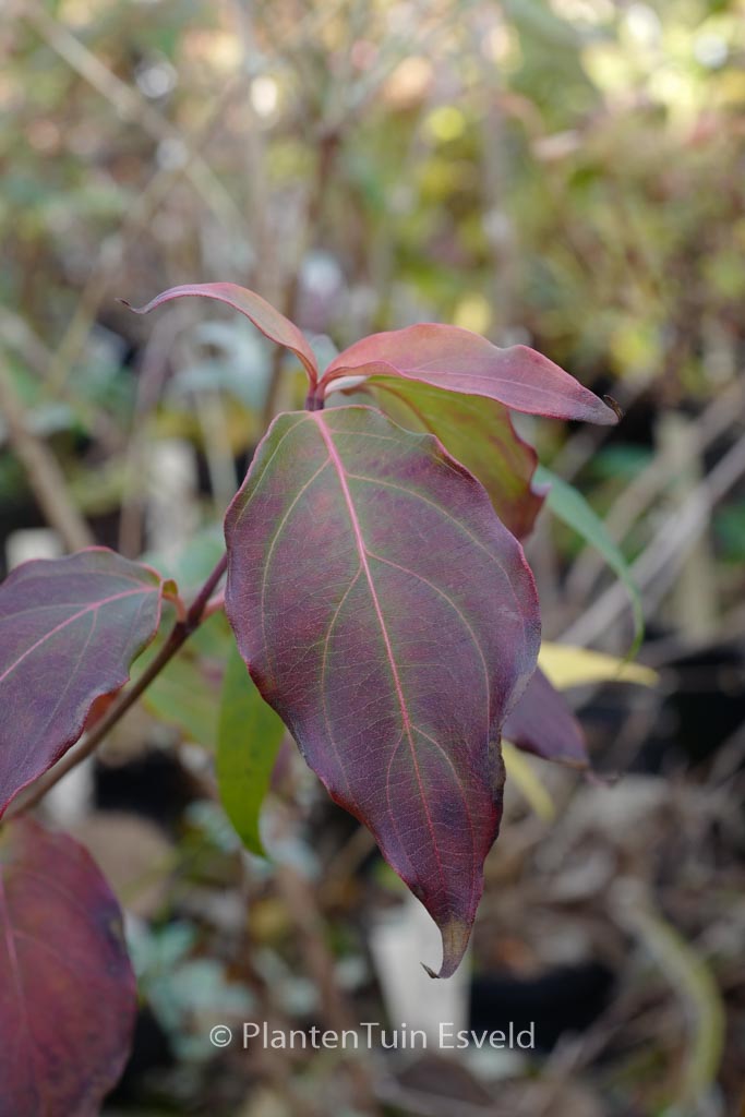 Cornus kousa ‚Flower Tower‘