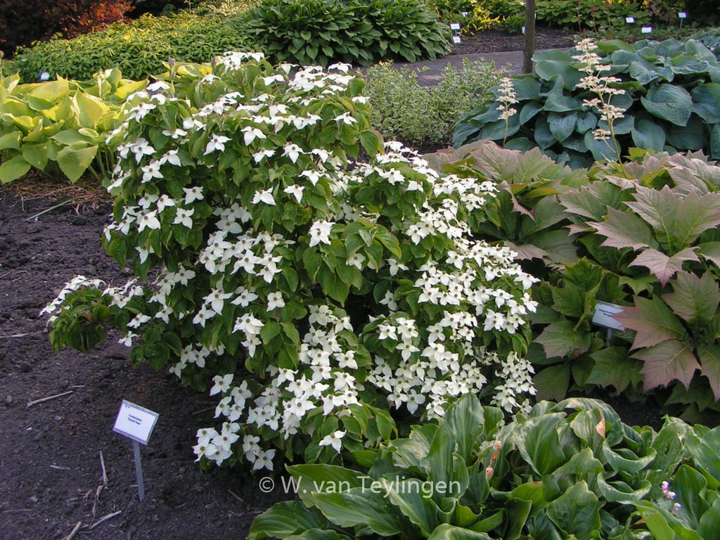 Cornus kousa ‚Girard’s Dwarf‘
