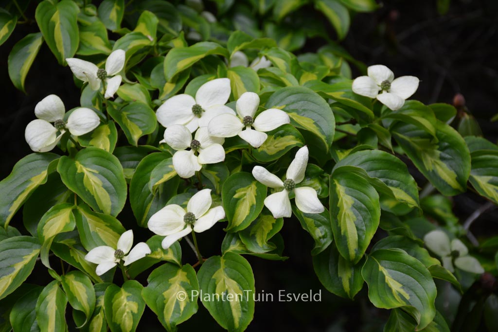 Cornus kousa ‚Gold Star‘
