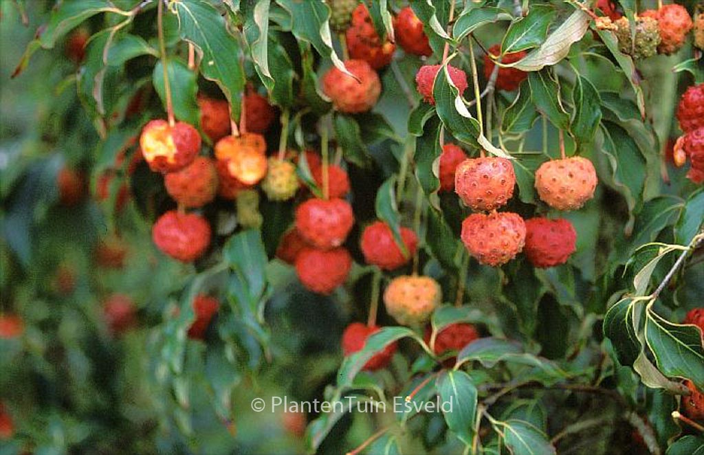 Cornus kousa ‚Grossblumig spaet‘