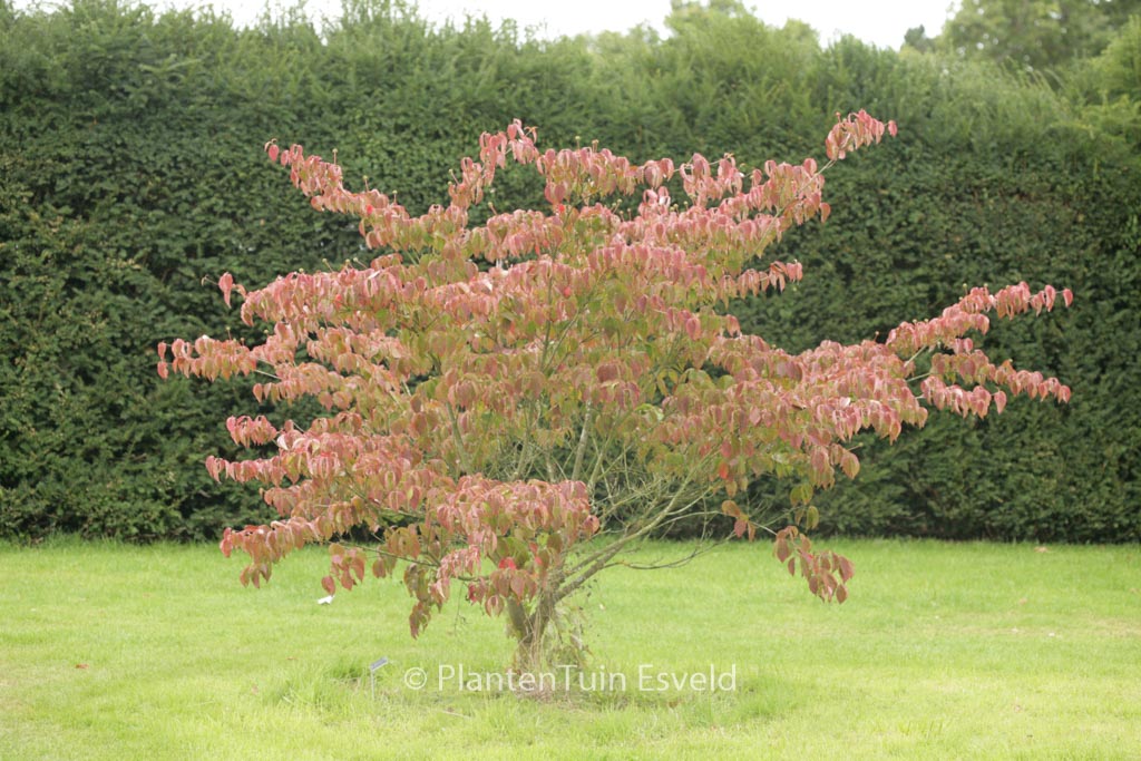 Cornus kousa ‚Hanros‘ (RADIANT ROSE)