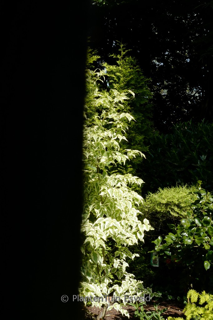 Cornus kousa ‚Helena‘