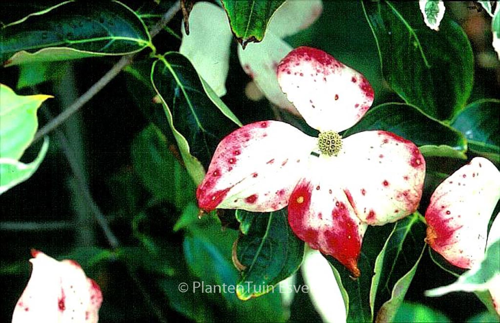 Cornus kousa ‚John Slocock‘
