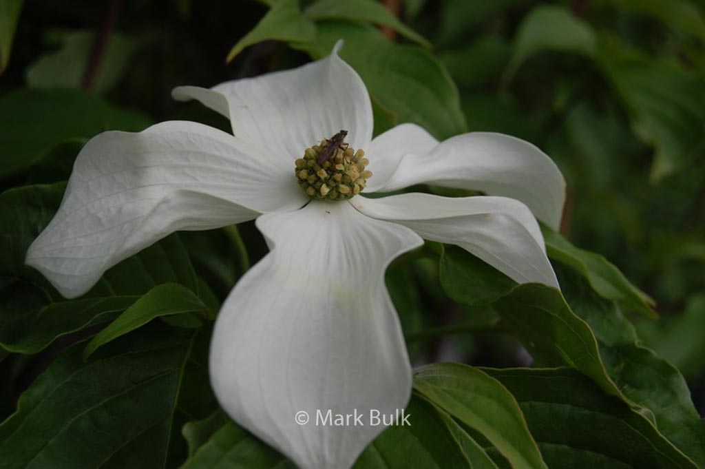 Cornus kousa ‚KN4-43‘ (STARLIGHT)