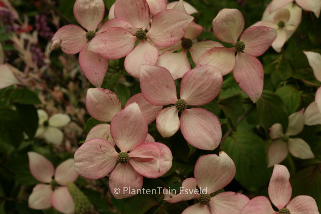 Cornus kousa ‚Kea Bruentjen‘