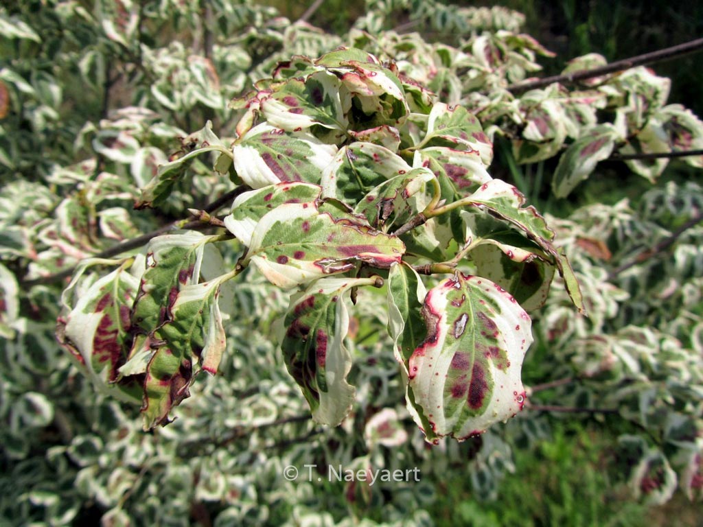 Cornus kousa ‚Melanie‘