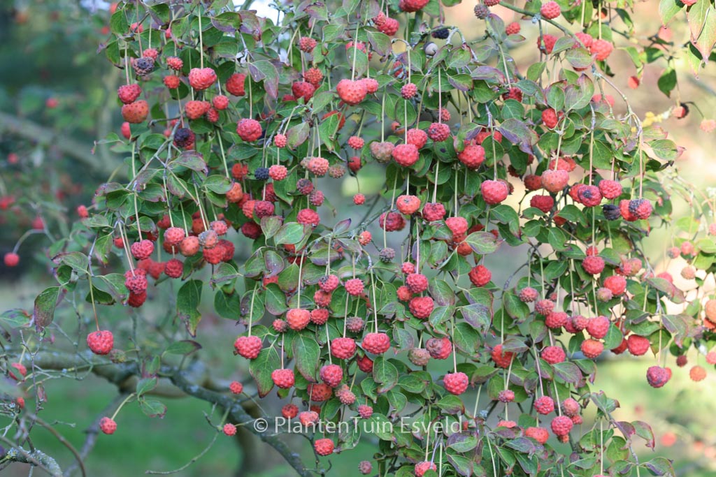 Cornus kousa ‚Milky Way‘
