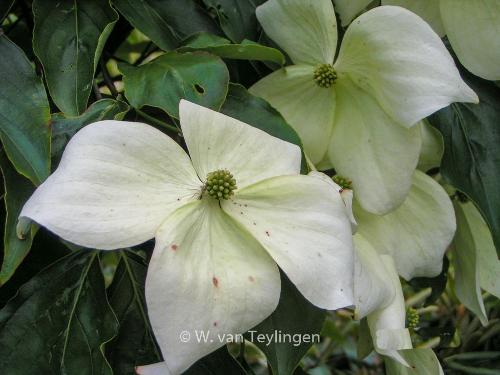 Cornus kousa ‚Moonbeam‘