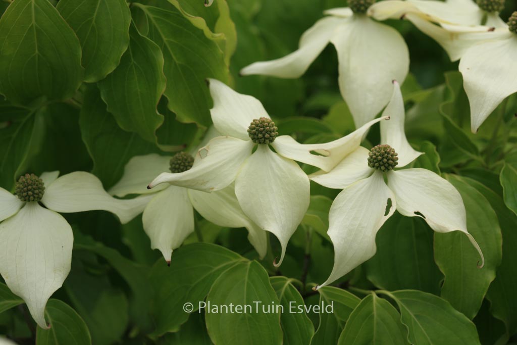 Cornus kousa ‚Nicole‘
