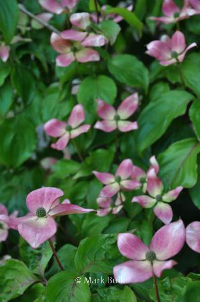 Cornus kousa ‚Peve Satomi Compact‘