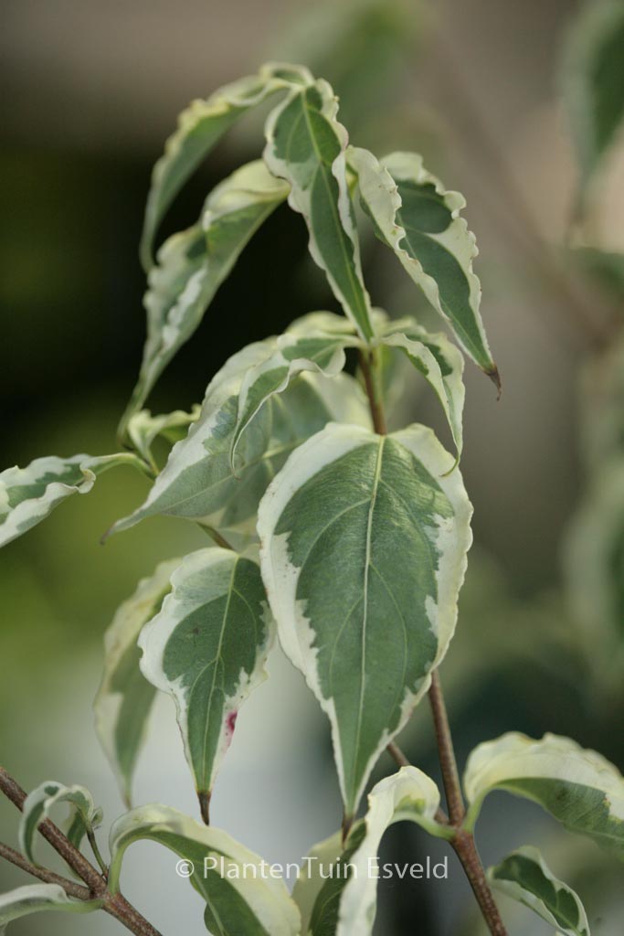 Cornus kousa ‚Re Tivano‘
