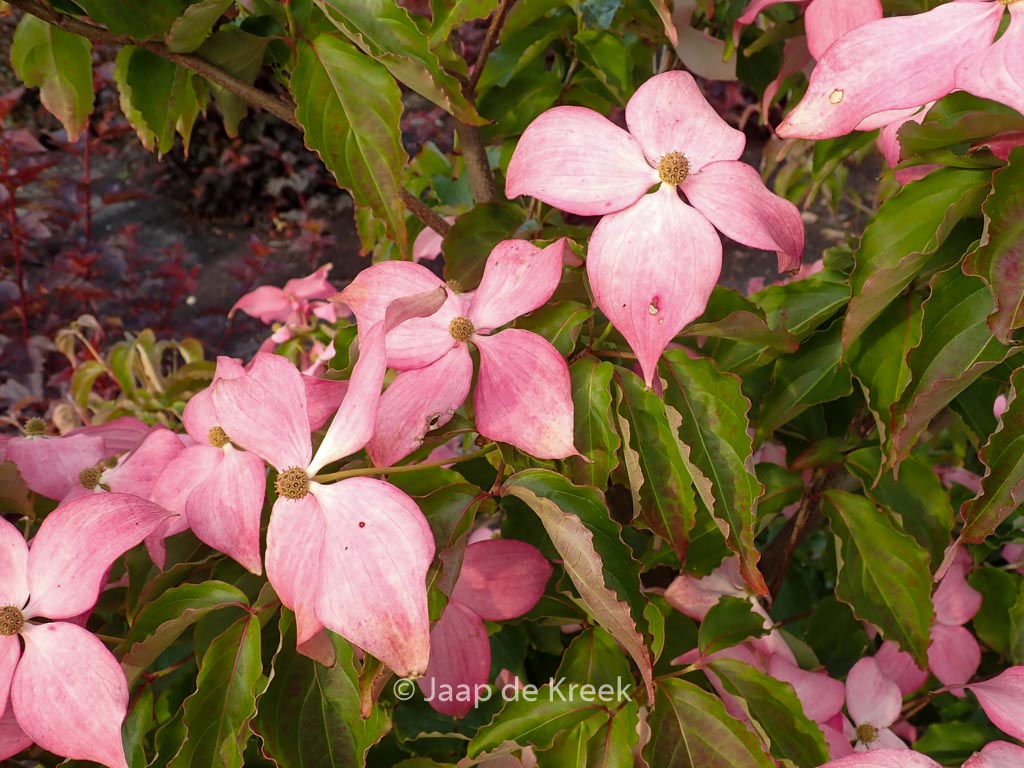 Cornus kousa ‚Rutpink‘ (SCARLET FIRE)