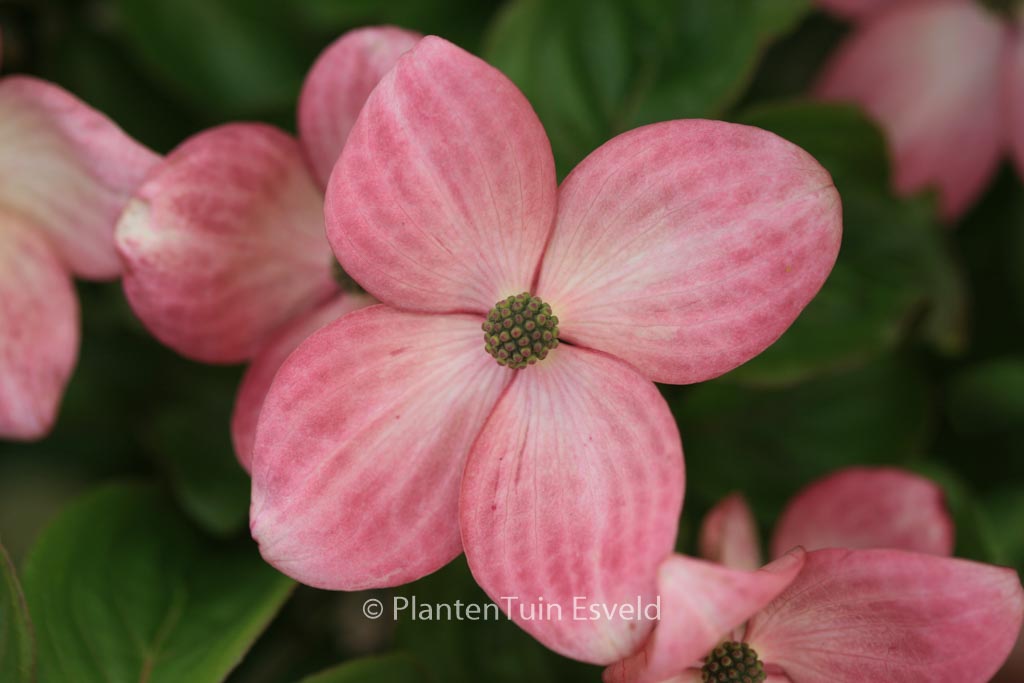 Cornus kousa ‚Satomi‘
