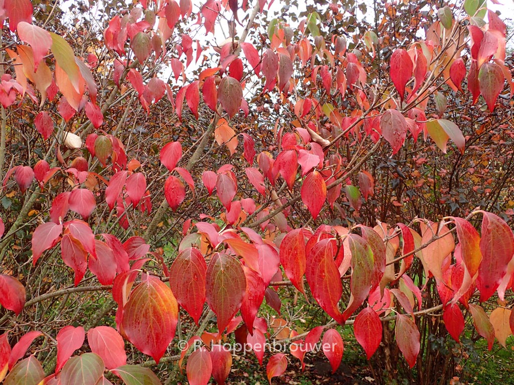 Cornus kousa ‚Schmetterling‘