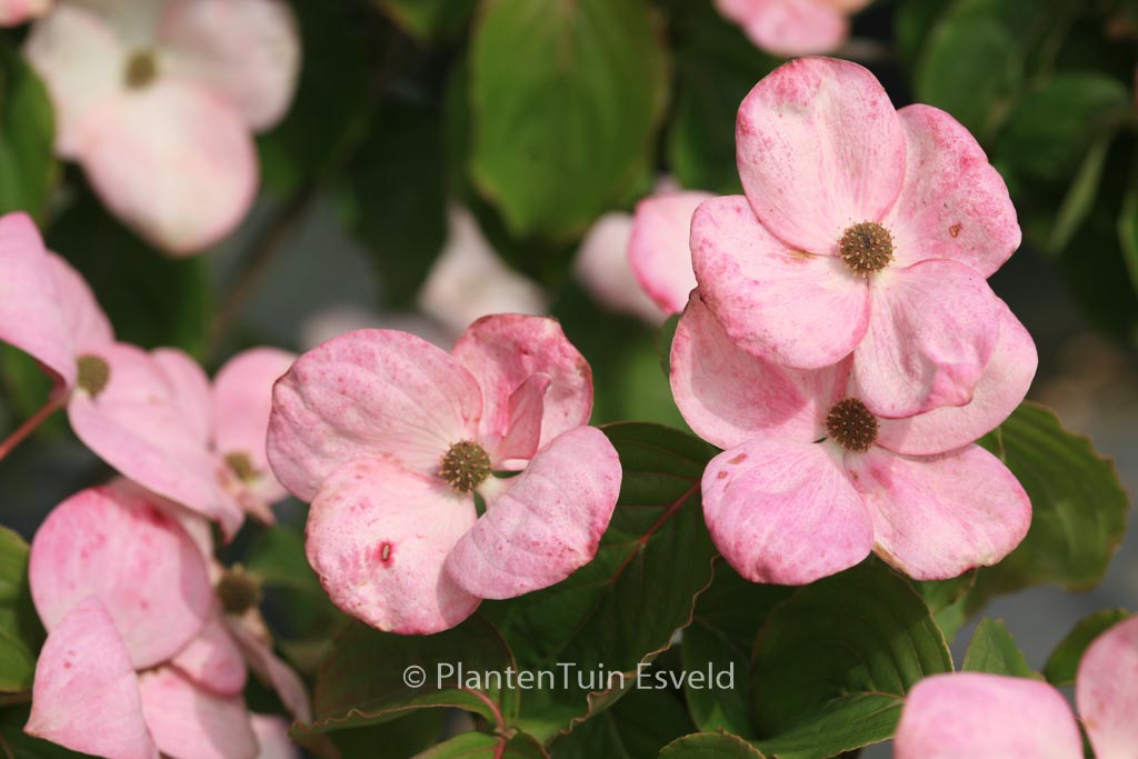 Cornus kousa ‚Schmred‘ (HEART THROB)