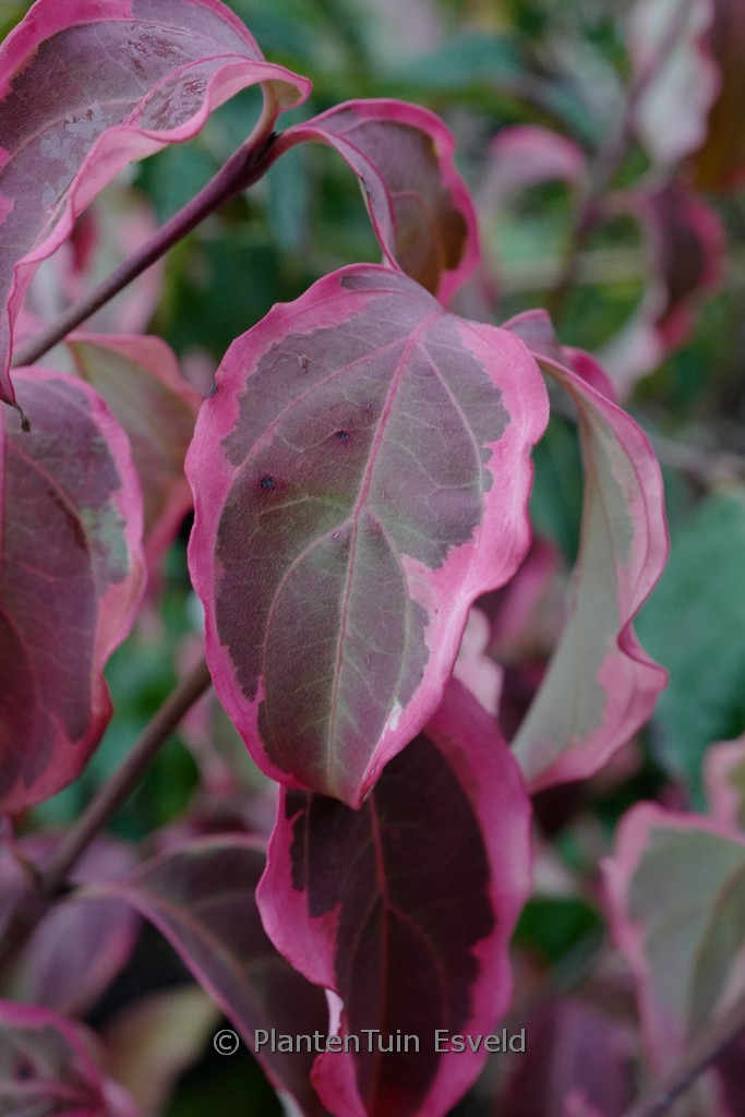 Cornus kousa ‚Shira yuki‘