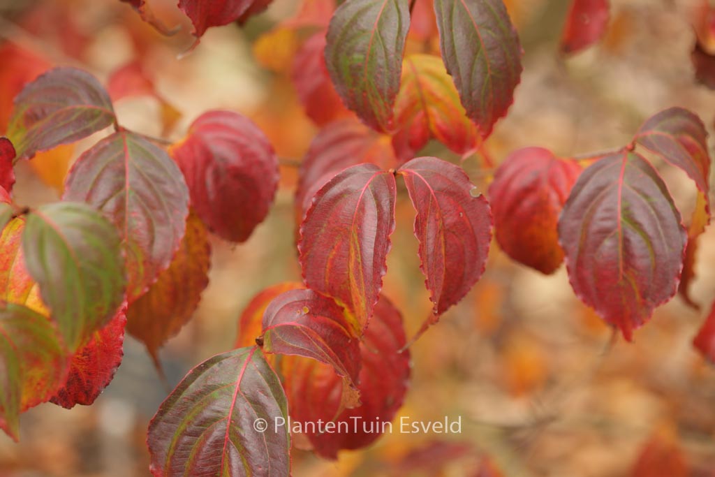 Cornus kousa ‚Summer Stars‘