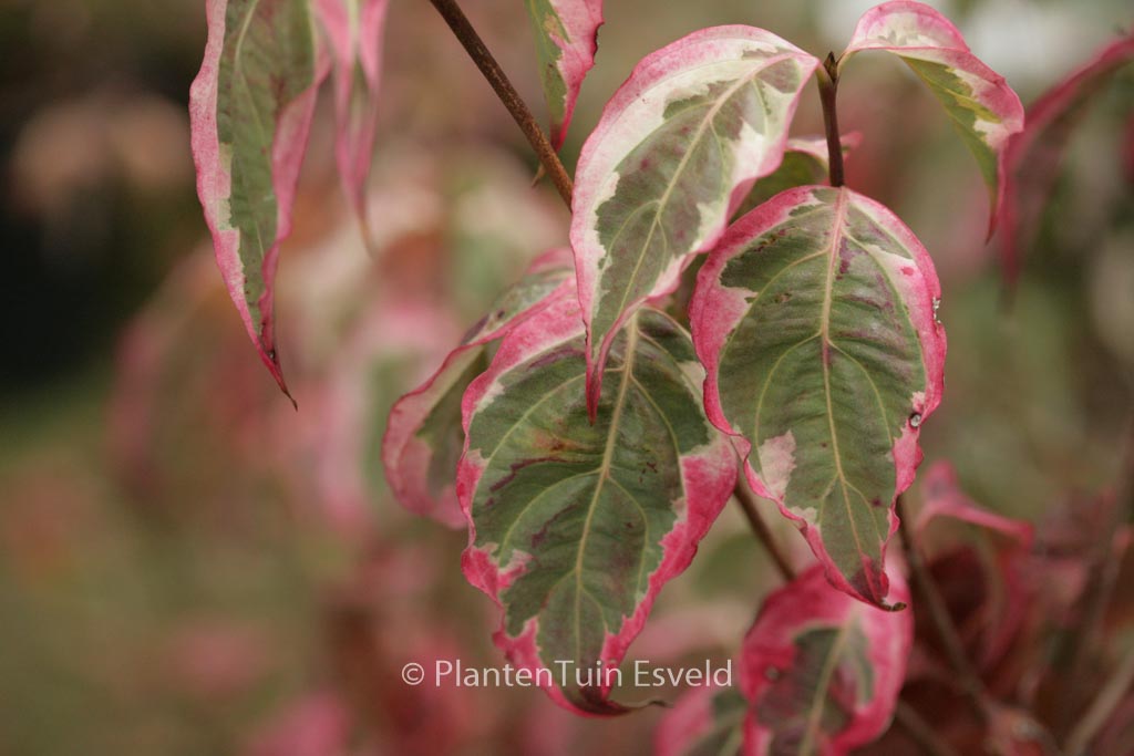 Cornus kousa ‚Summerfun‘