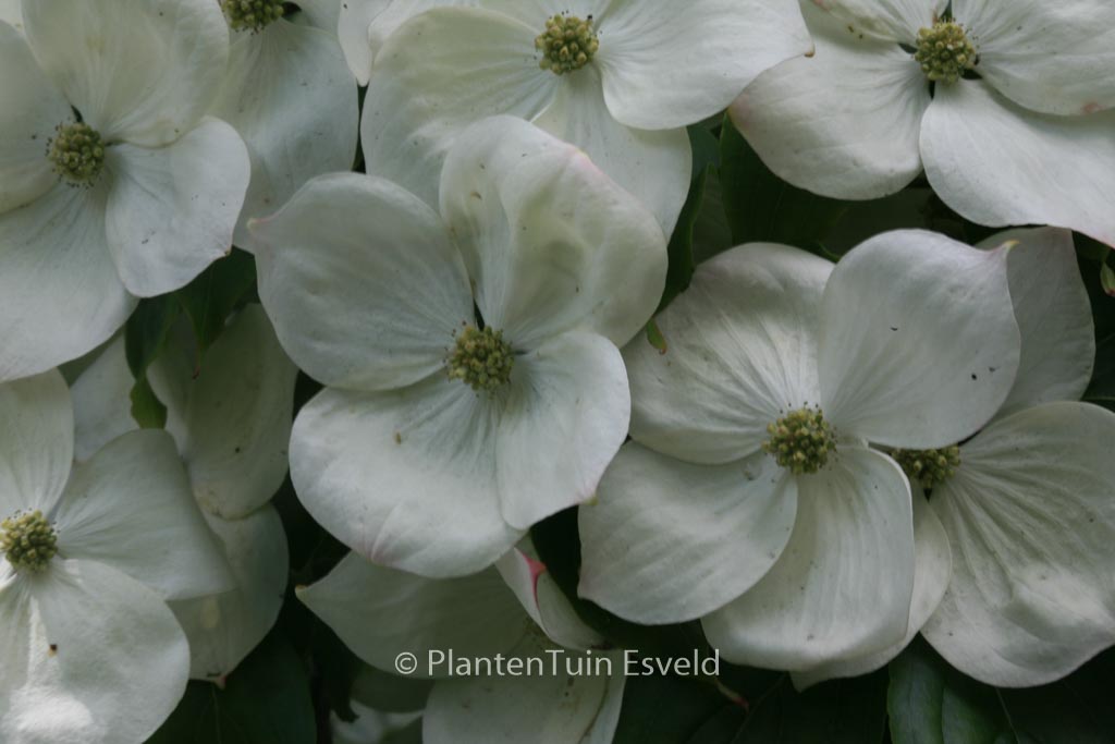 Cornus kousa ‚Teutonia‘
