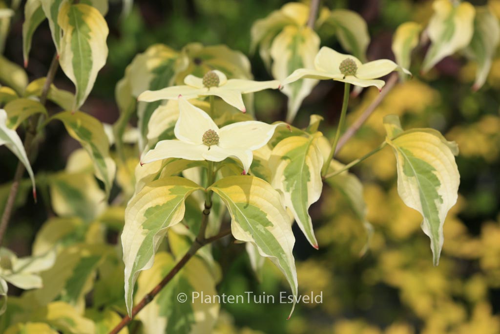 Cornus kousa ‚Tri-Splendor‘