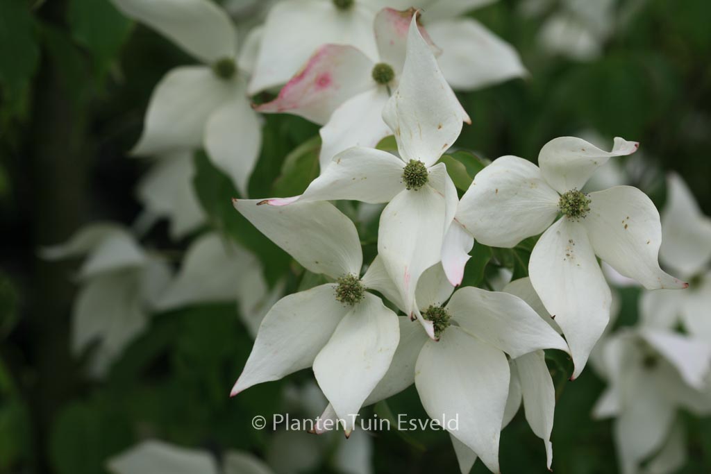 Cornus kousa ‚Weisse Fontaene‘