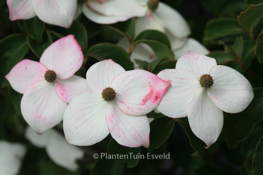 Cornus kousa ‚Wieting’s Select‘
