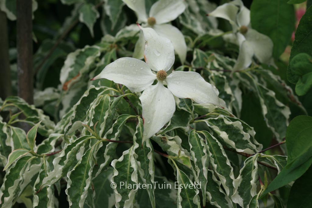 Cornus kousa ‚Wolf’s Eye‘
