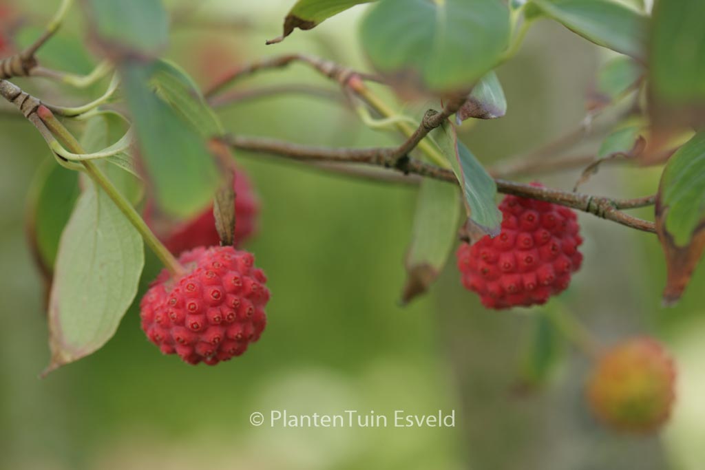 Cornus kousa var. chinensis