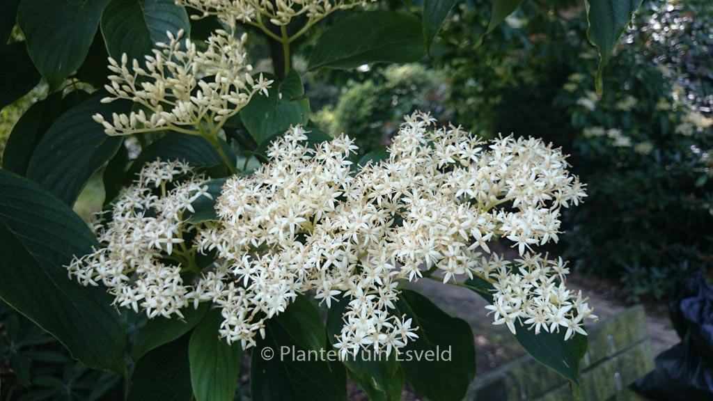 Cornus macrophylla