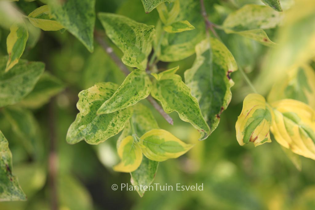 Cornus mas ‚Aurea Elegantissima‘