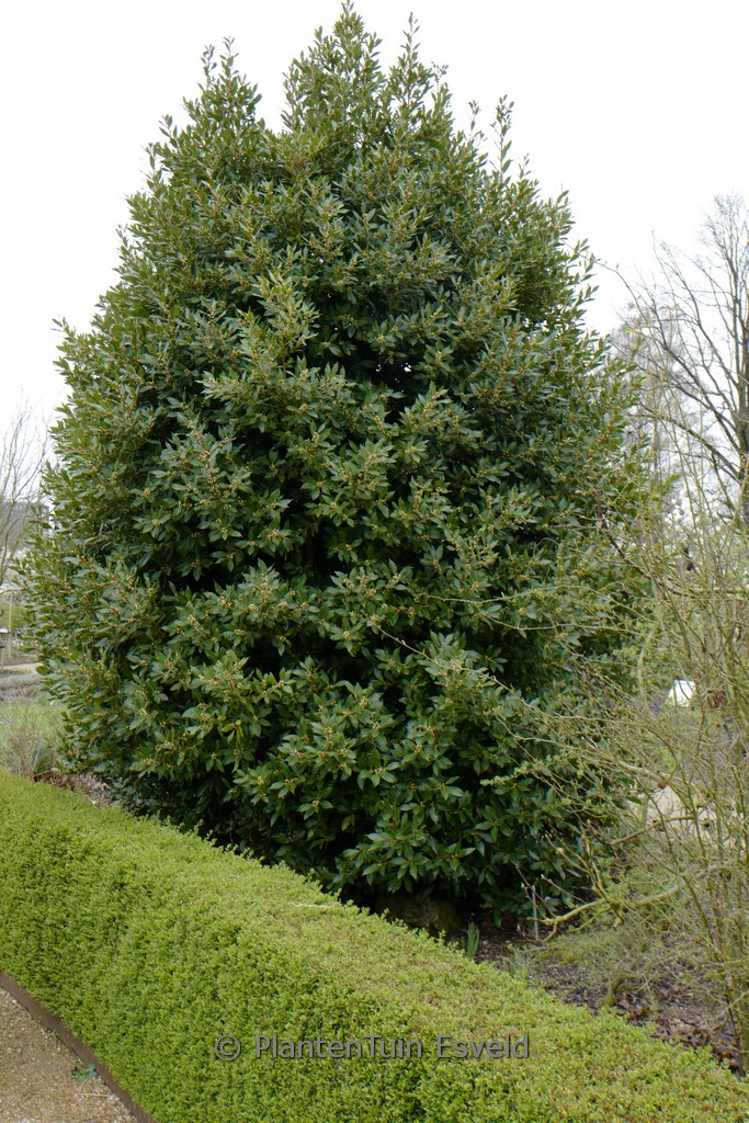 Cornus mas ‚Aurea‘