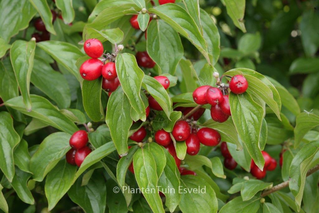 Cornus mas ‚Golden Glory‘