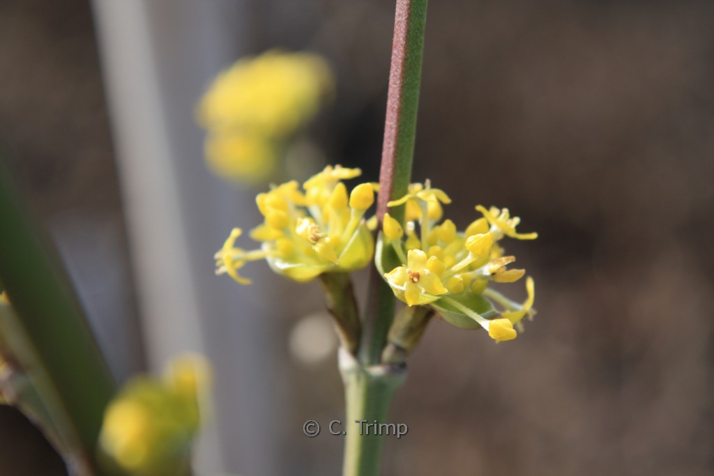 Cornus mas ‚Jolico‘
