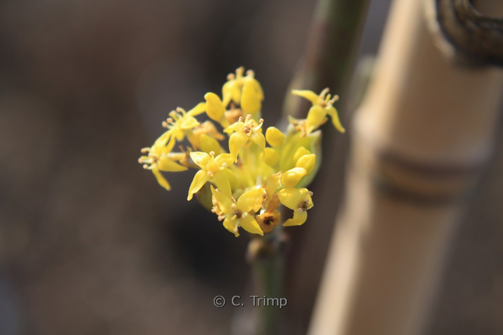 Cornus mas ‚Kasanlak‘