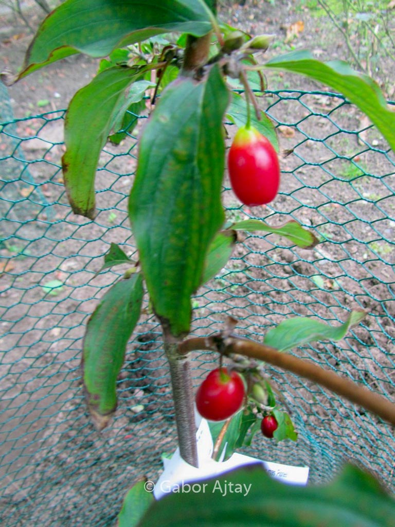 Cornus mas ‚Pioneer‘