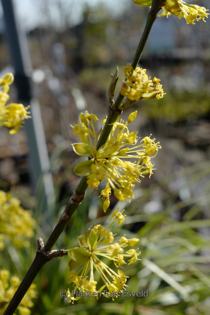 Cornus mas ‚Schoenbrunner Gourmet-Dirndl‘
