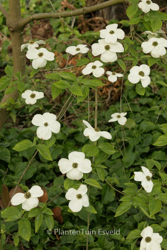 Cornus nuttallii ‚Monarch‘