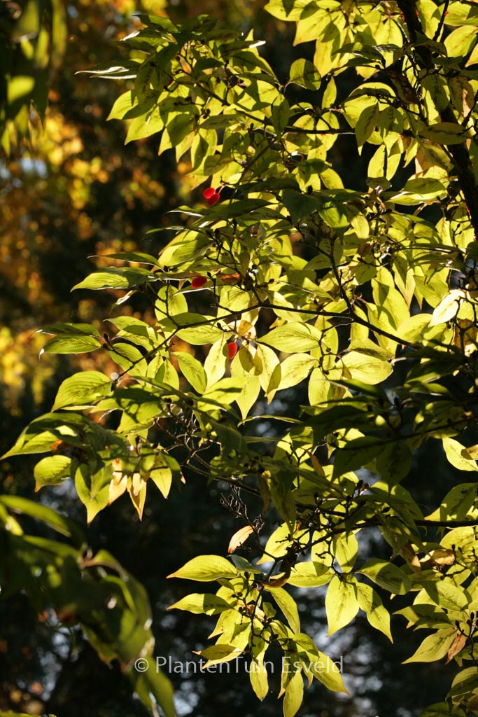 Cornus officinalis ‚Kintoki‘