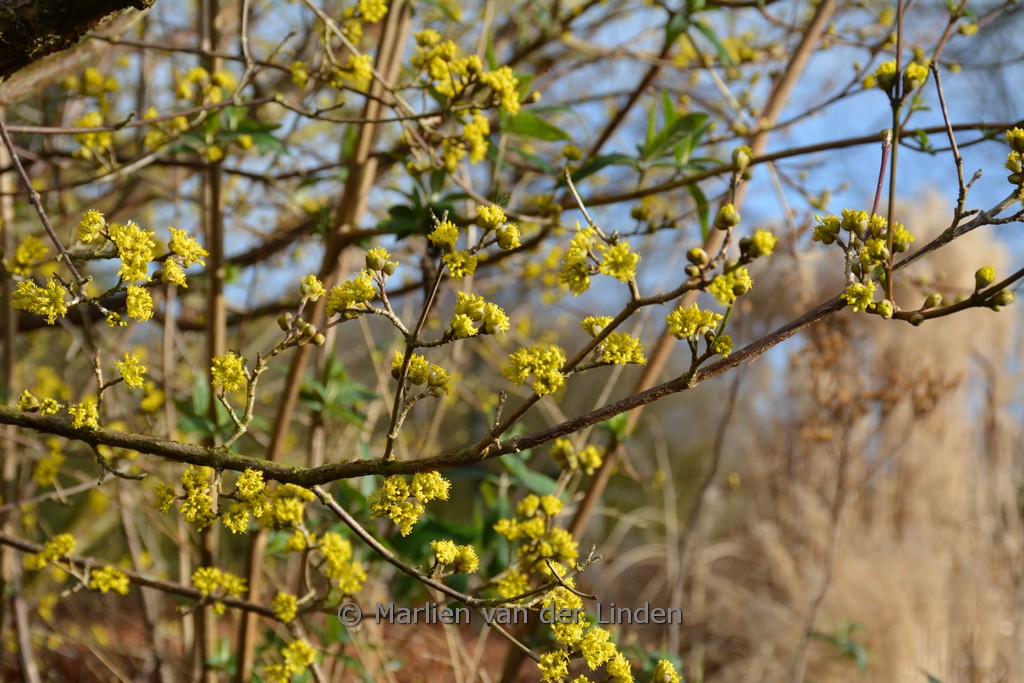Cornus officinalis ‚Robin’s Pride‘