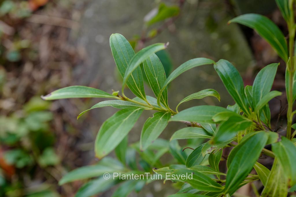Cornus quinquenervis