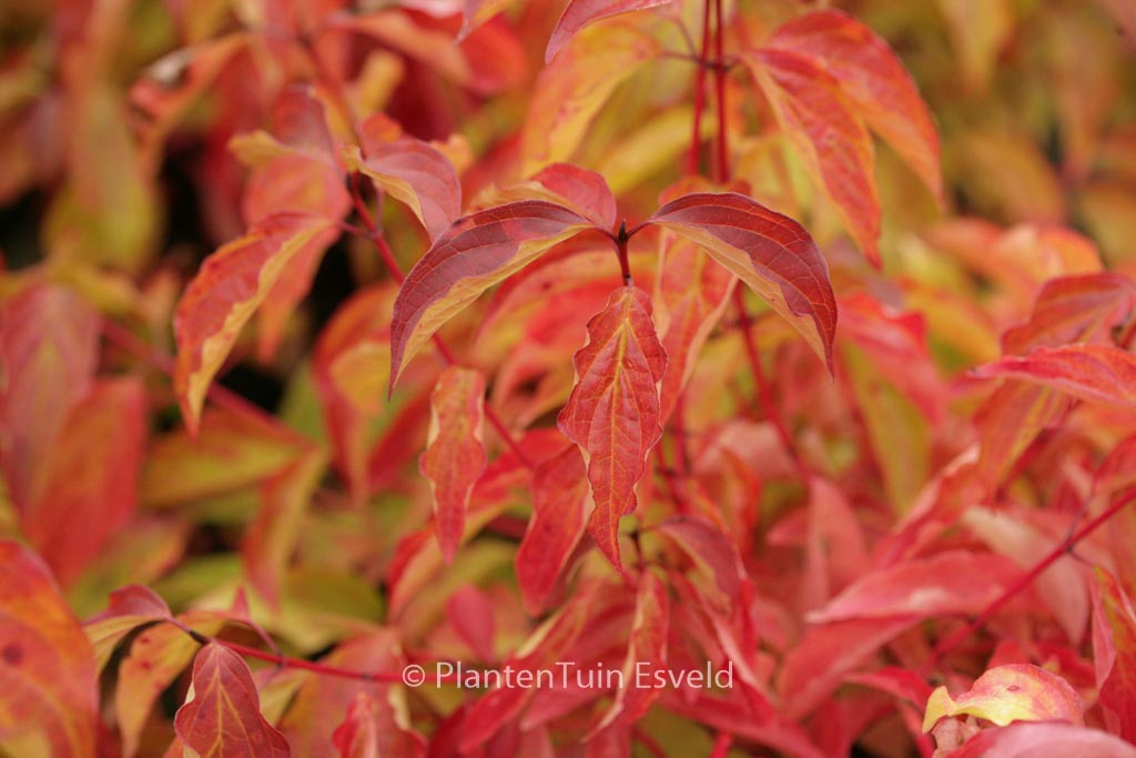 Cornus sanguinea ‚Anny’s Winter Orange‘