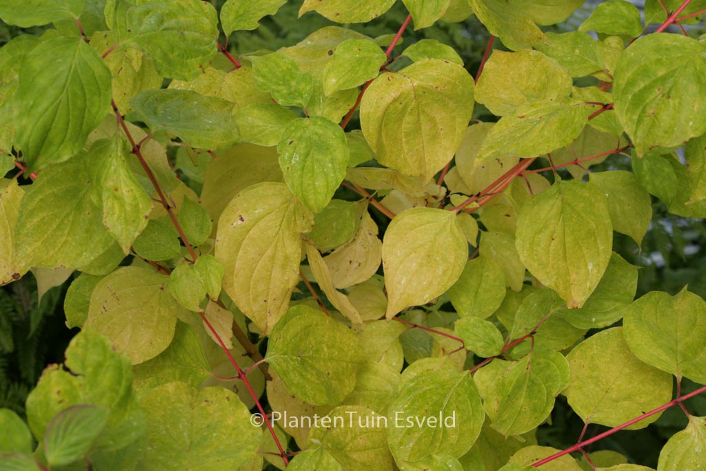Cornus sanguinea ‚Magic Flame‘