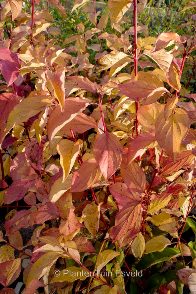Cornus sanguinea ‚Sifa‘