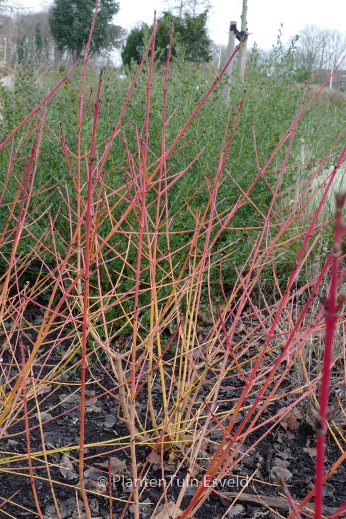 Cornus sanguinea ‚Winter Beauty‘