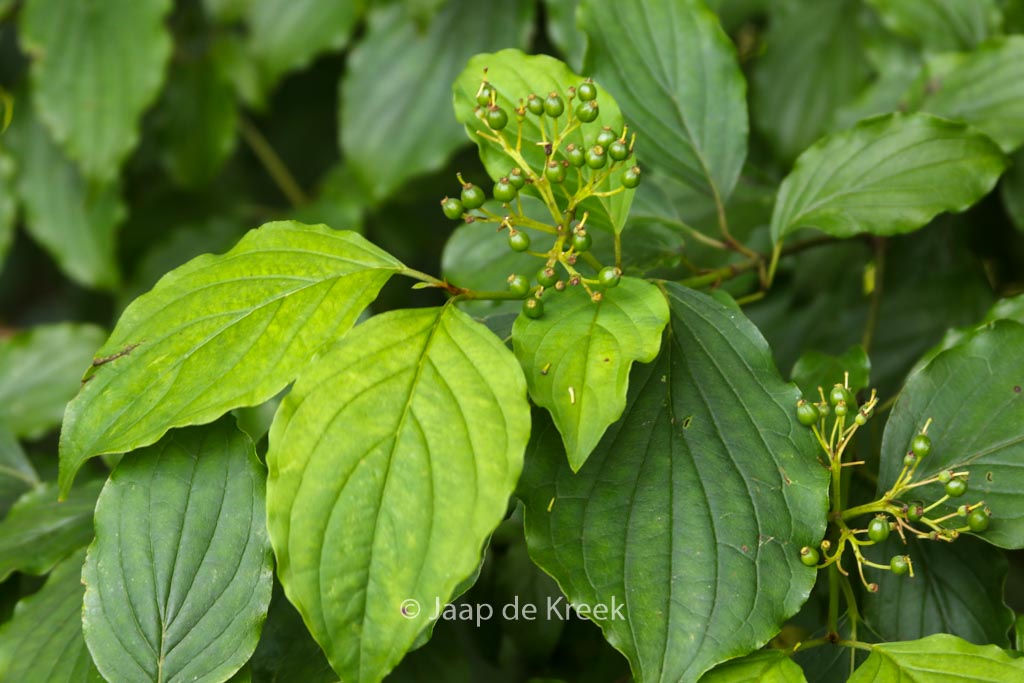Cornus sanguinea
