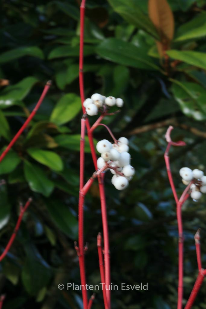 Cornus sericea ‚Cardinal‘