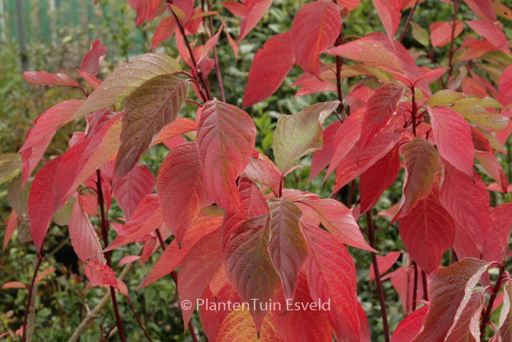 Cornus sericea ‚Coral Red‘