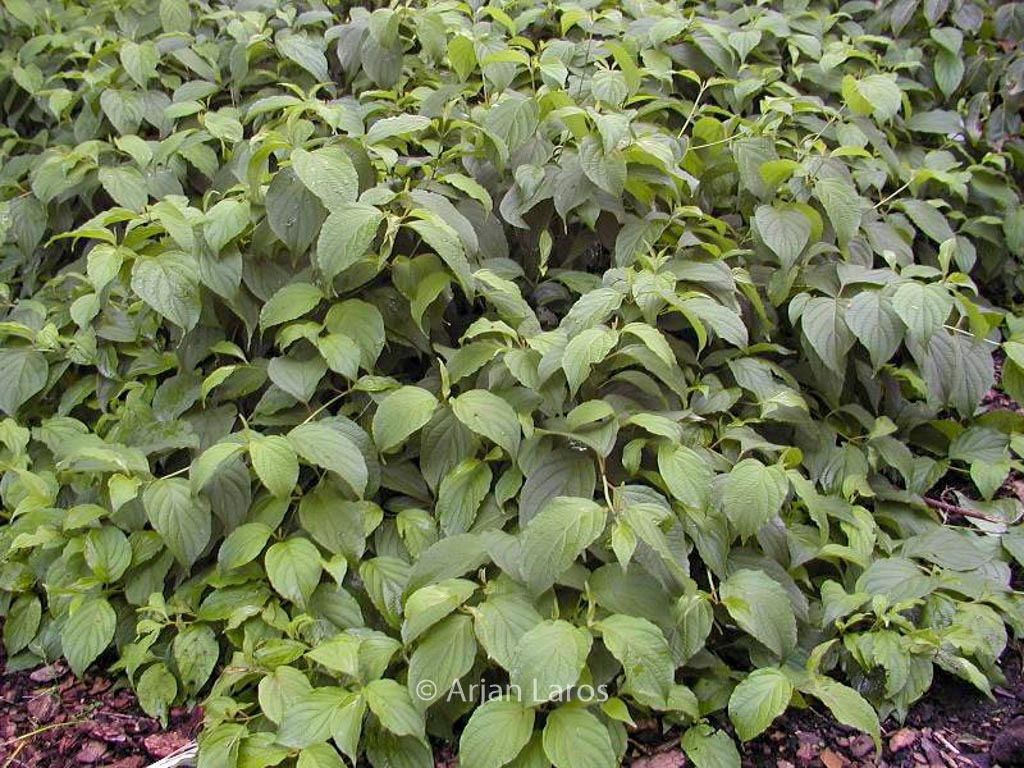 Cornus sericea ‚Kelseyi‘