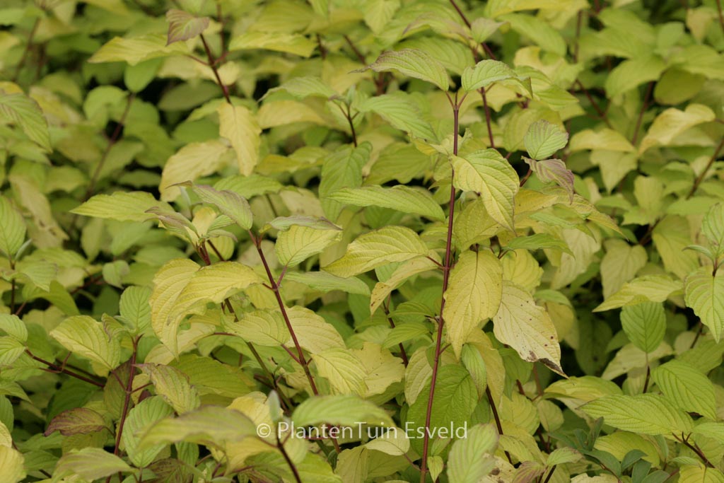 Cornus sericea ‚Sunshine‘