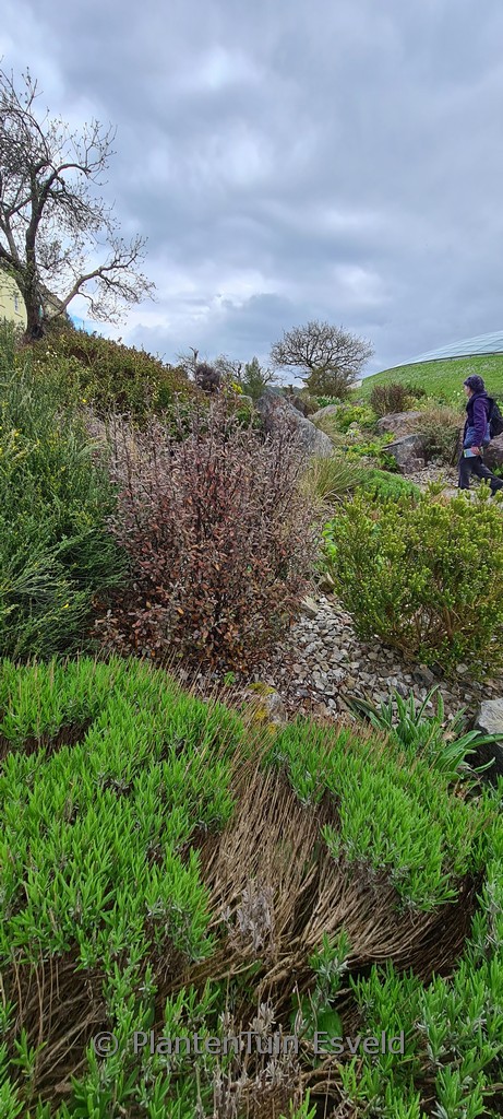 Corokia virgata ‚Frosted Chocolate‘
